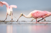 La grazia degli uccelli nelle foto vincitrici degli Audubon photography awards 2019