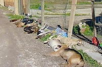 40 cani avvelenati a Sciacca con insetticida nelle salsicce. Cosa sta succedendo in Sicilia
