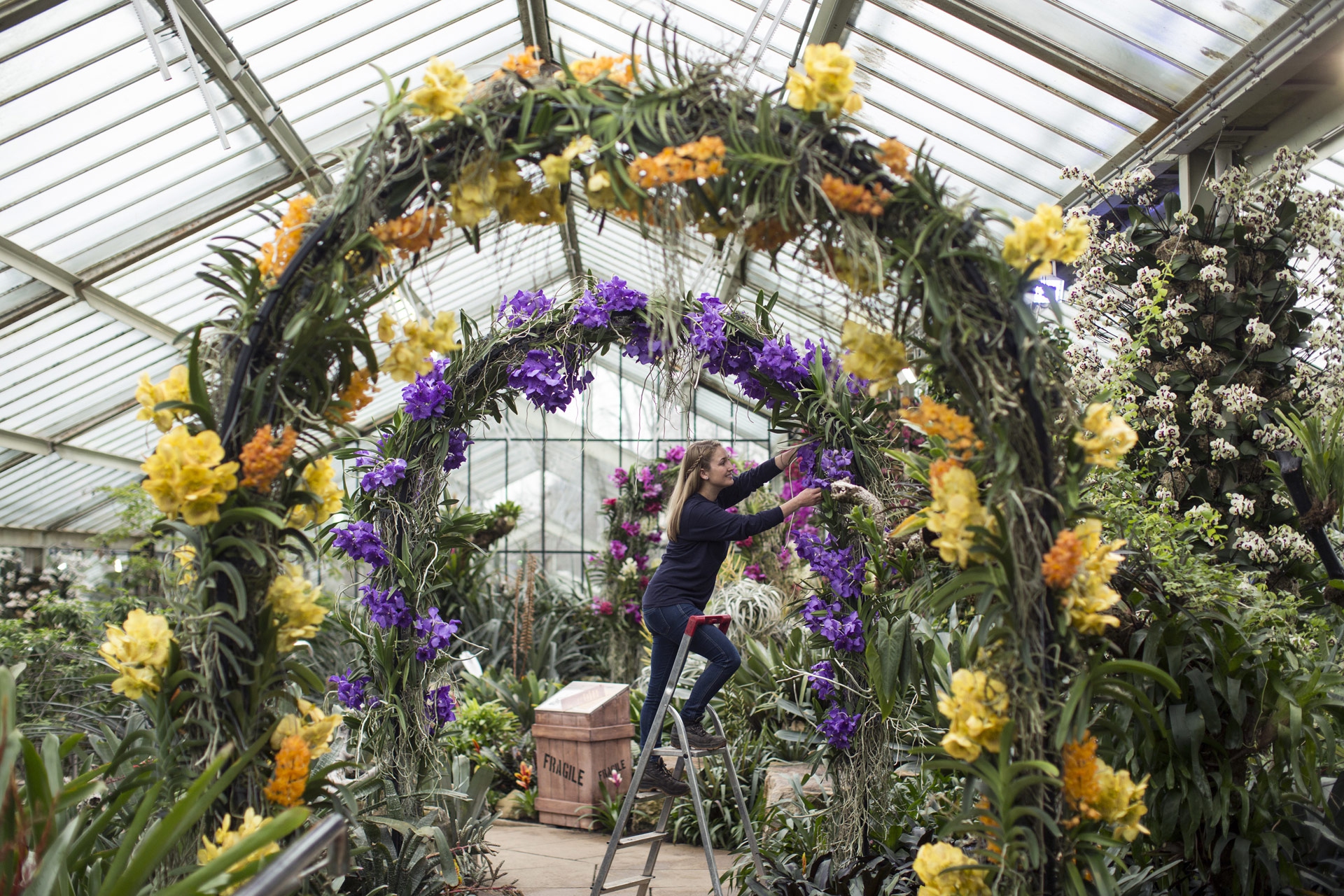 Le foto delle orchidee ai Royal Botanic Gardens di Kew