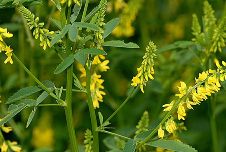 meliloto officinalis