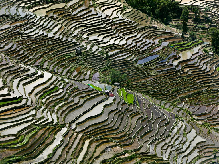 I terrazzamenti di riso watermark film