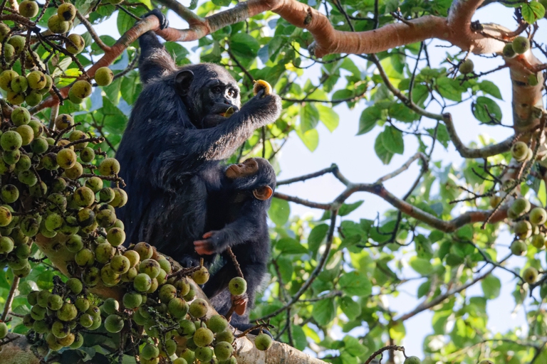Kibale National Park Chimpanzee Habituation Experience 