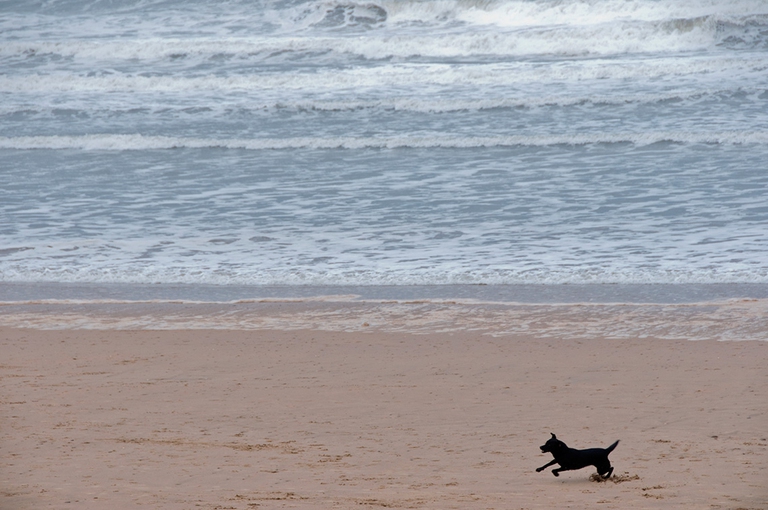Cane che corre in spiaggia