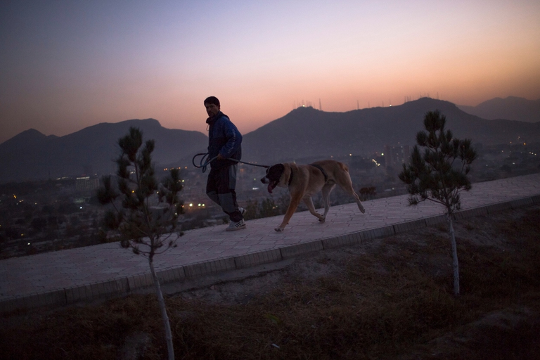 Animali Afghanistan