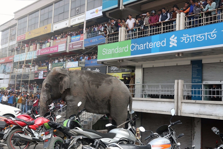Elefante indiano in città