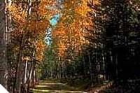 Passeggiate d’autunno nei boschi della penisola