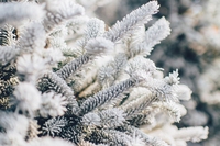 20 cose belle da fare, ascoltare, leggere a dicembre 2021