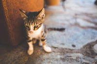 Carta di Roma, 9 associazioni ambientaliste per la tutela degli animali salvati dall’illegalità