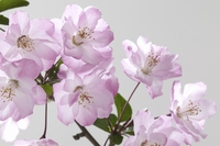 Crab Apple: tutto sul fiore di Bach per depurare corpo e mente