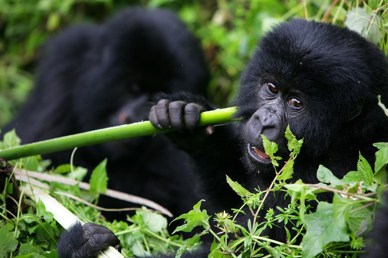Just a few hundreds of mountain gorillas (Gorilla beringei beringei) survive in the wild. These primates have a vegetarian diet: they feed on roots, fruit, sprouts, bark and pulpwood. Photo by Brent Stirton/Edit by Getty Images
