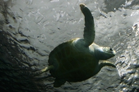 Nati in Ecuador nove esemplari di tartaruga liuto, specie in via d’estinzione