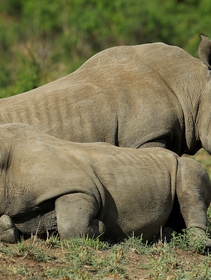 In the midst of coronavirus poachers seize the chance to kill rhinos in Africa