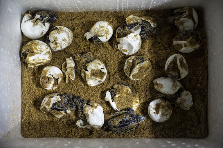 Uova di tartaruga liuto