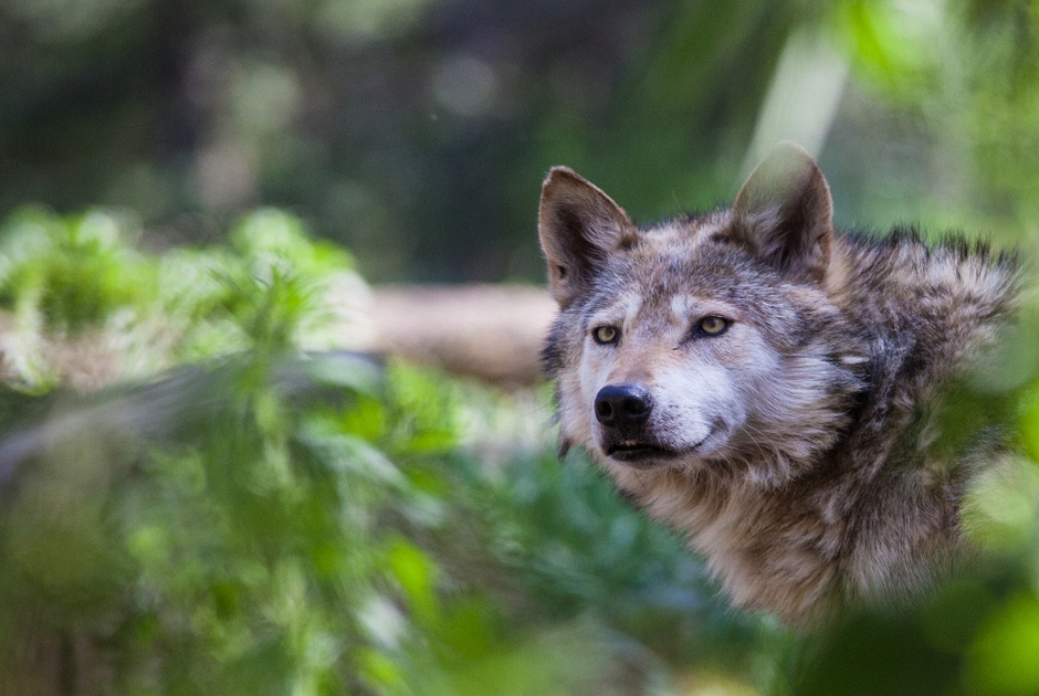 The first wolf spotted in the Czech Republic after 100 years - LifeGate