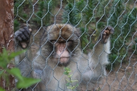 Zoout, il primo documentario sugli zoo italiani