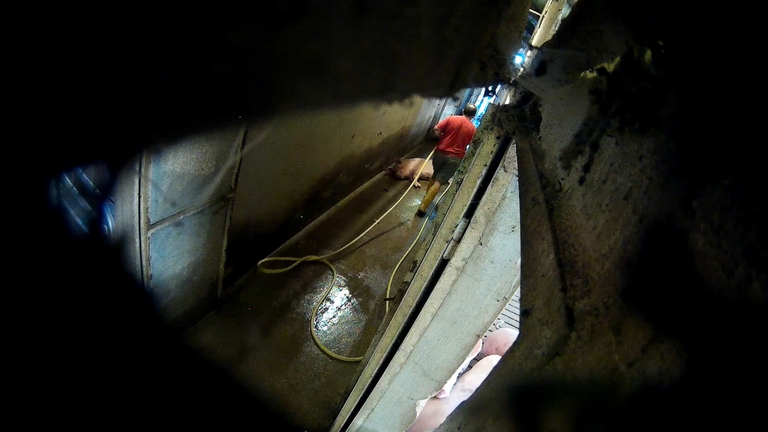 Un maiale abbandonato in un corridoio