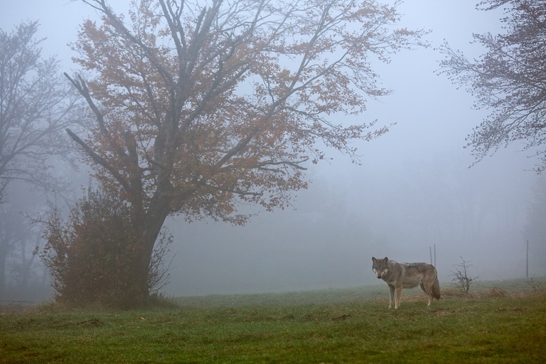 Lupo grigio in una giornata nebbiosa