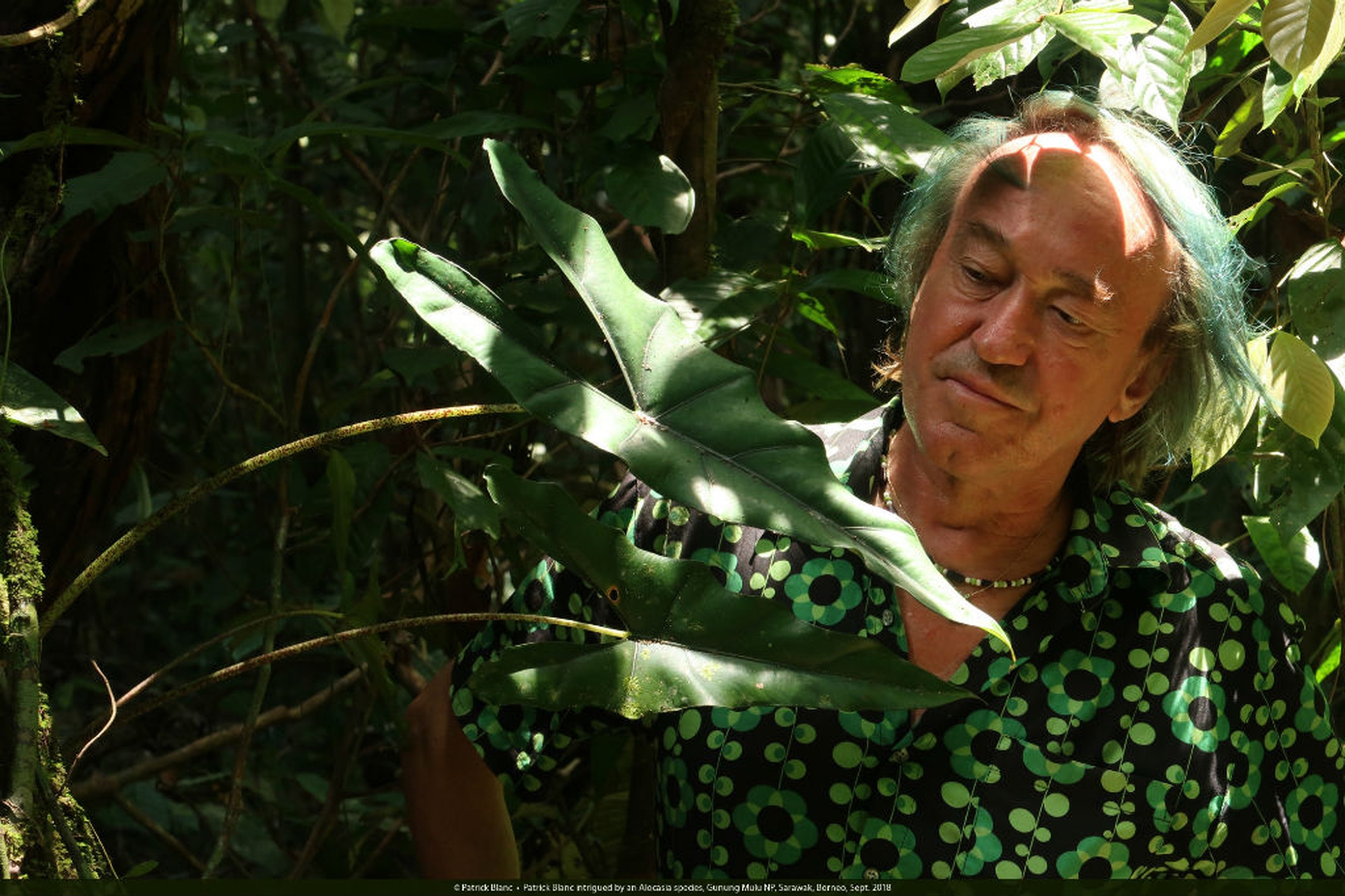 patrick-blanc alocasia-borneo