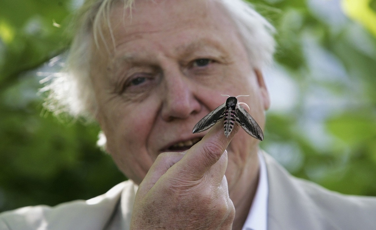 Sir David Attenborough con una falena allo zoo di Londra