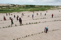 Madagascar. Piantando alberi sulle dune, centinaia di volontari sono riusciti a frenare l’avanzata della sabbia