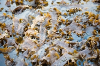 A cosa serve l’alga laminaria, proprietà e controindicazioni