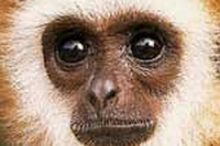 Red List, animali in pericolo!