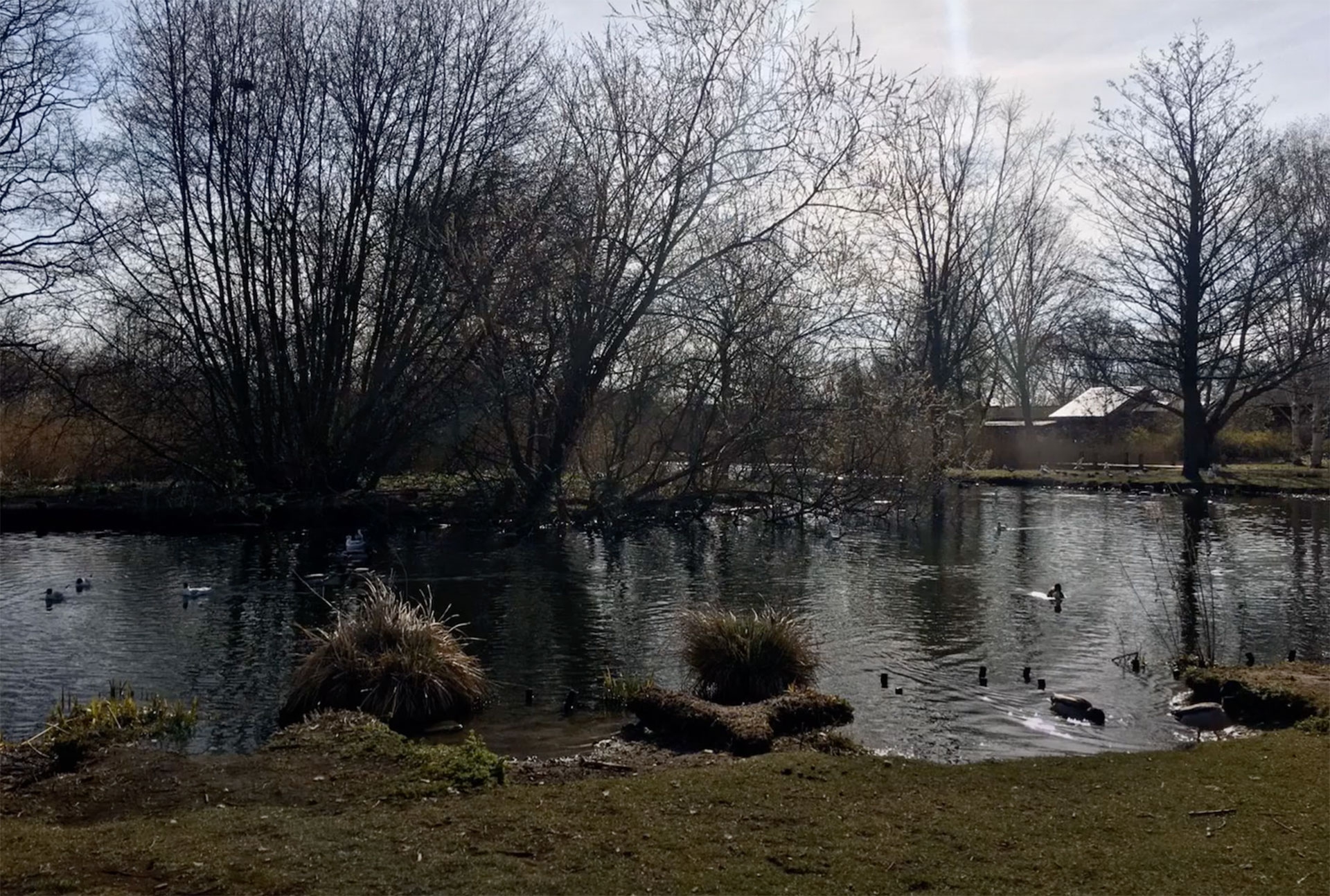 Suono di anatre e bambini