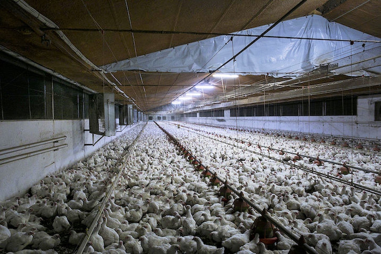 Insomma, siamo di fronte a un immenso sistema produttivo in cui la vita di ogni singolo individuo vale poco più di un centesimo: un valore troppo basso perché gli allevatori si preoccupino di prestare le cure veterinarie necessarie a garantire un’esistenza dignitosa ai propri animali. Nella maggior parte dei casi, quindi, i polli vengono semplicemente abbandonati a una lenta agonia. Per lo stesso motivo, i polli infermi o così deboli da non riuscire a raggiungere le mangiatoie non vengono soccorsi, morendo di fame e sete nel giro di pochi giorni. Così, ogni anno, milioni di polli muoiono di malattia o stenti ancor prima di arrivare al macello.