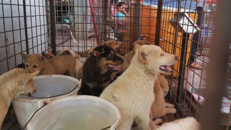 Dei cani a Yulin
