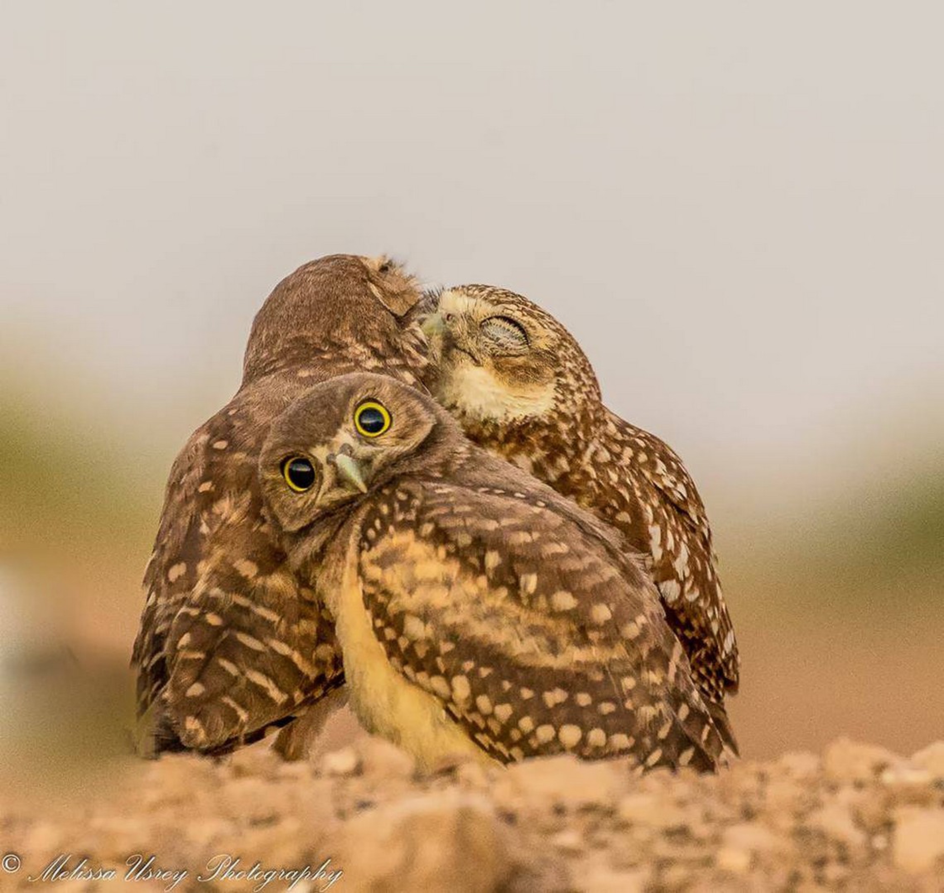 Burrowing owlet embarrassed by kissing behind him di Melissa Usrey – Comedy wildlife photography awards