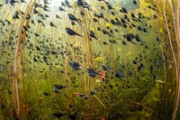 Le fotografie naturalistiche del Wildlife photographer of the year 2024 in mostra a Milano