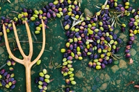 Come scegliere l’olio extravergine di oliva