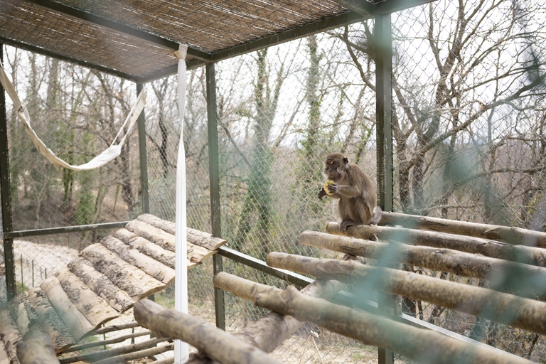 Uno dei macachi salvati dalla sperimentazione animale