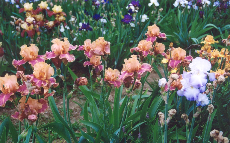 A Firenze si terrà il Concorso internazionale dell'iris