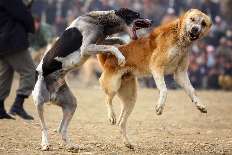 Lotta clandestina di cani