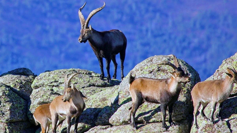 Il periodo degli amori per gli stambecchi è a dicembre. I maschi adulti ritrovano il branco delle femmine che, dopo un periodo di gestazione da 22 a 24 settimane partoriscono i piccoli a partire dall’inizio di giugno.