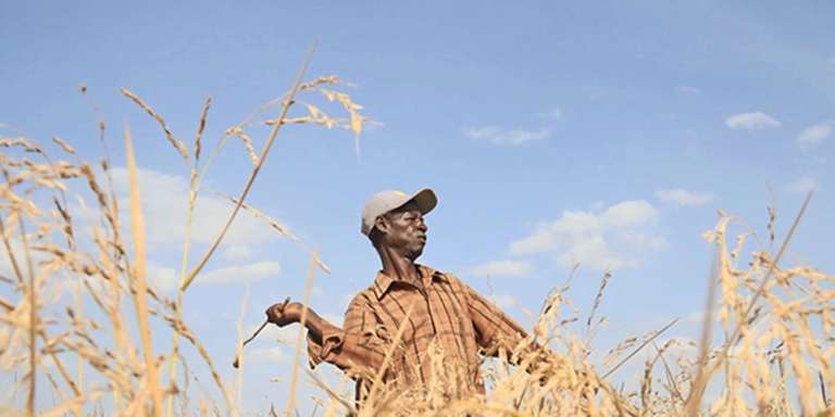 quelea birds damaging crops in kenya