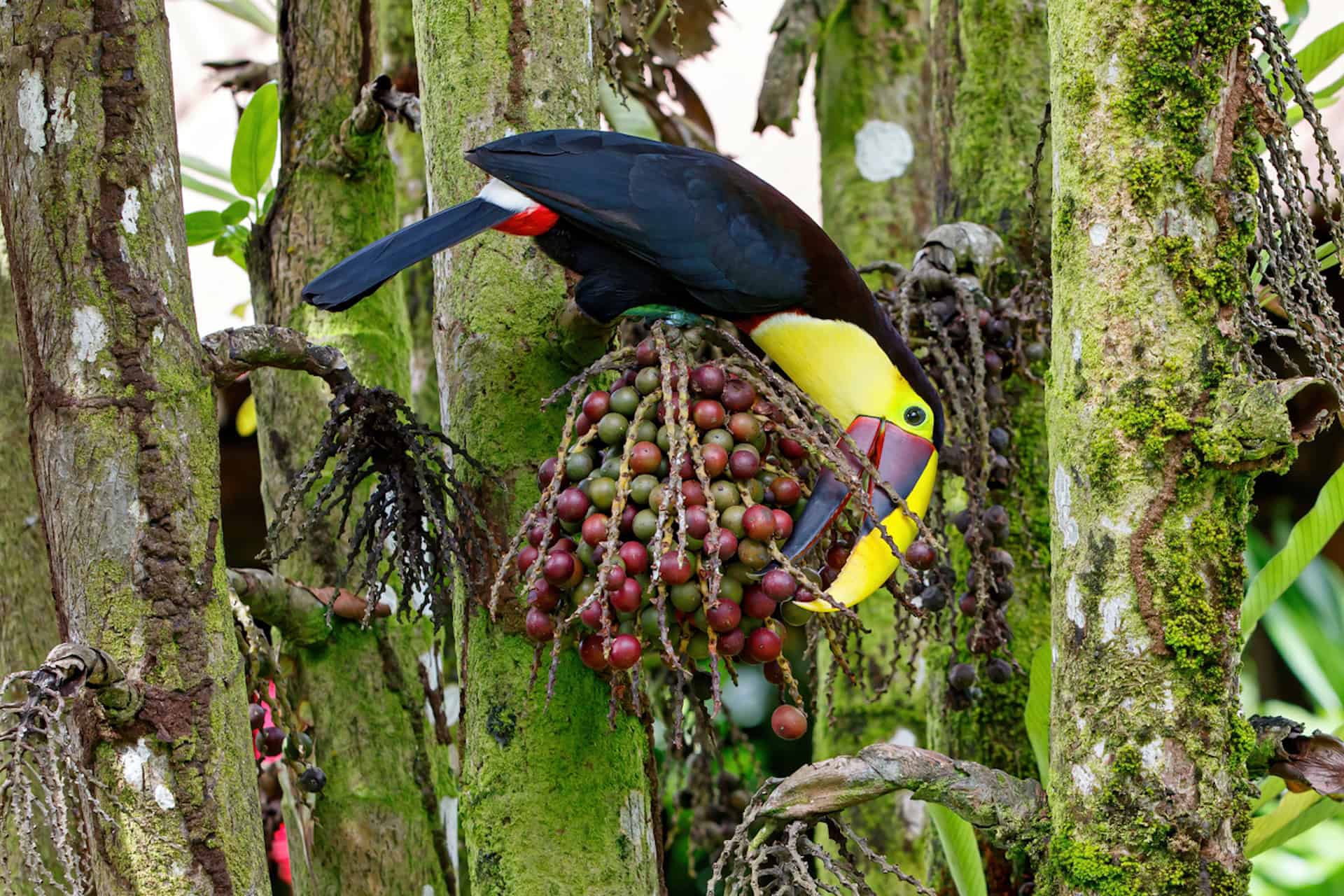 tucano costa rica