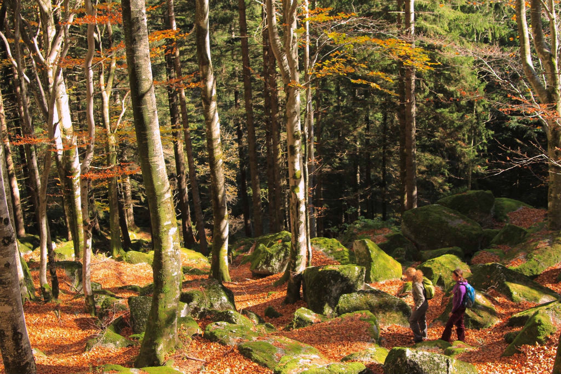 Boschi e foreste in Italia
