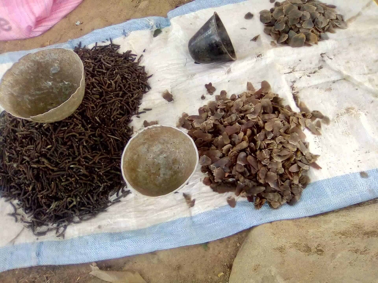 Scaglie di pangolino