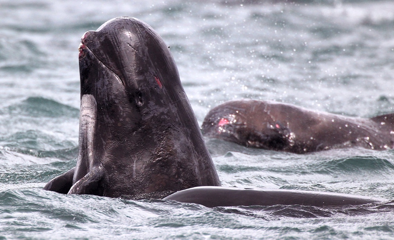 Balene pilota in mare