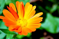Calendula, gli usi e le proprietà della pianta antinfiammatoria e lenitiva