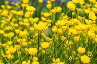 I fiori stanno cambiando colore a causa dei cambiamenti climatici