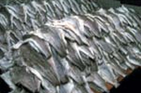 Finisce il merluzzo, la pesca continua