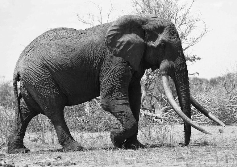 SATAO