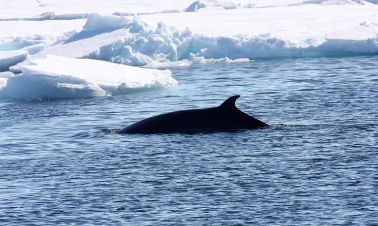 Il Giappone ha ucciso 50 balenottere nel mare di Ross in Antartide