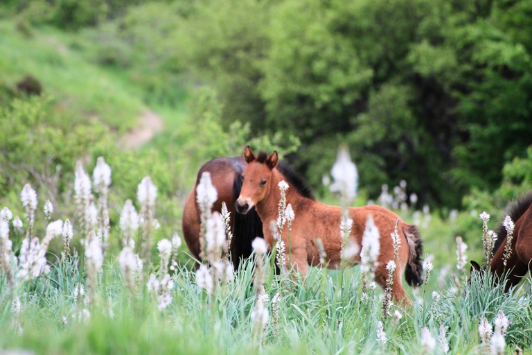 cavalli selvaggi Aveto Liguria