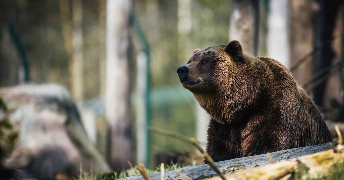 La Provincia di Trento ha abbattuto anche l'orso M91 - LifeGate