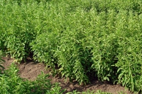 Stevia, la spy story della dolcezza vietata