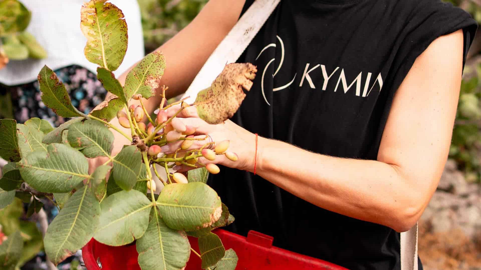 Kymia, la startup al femminile che trasforma il mallo del pistacchio da scarto a risorsa